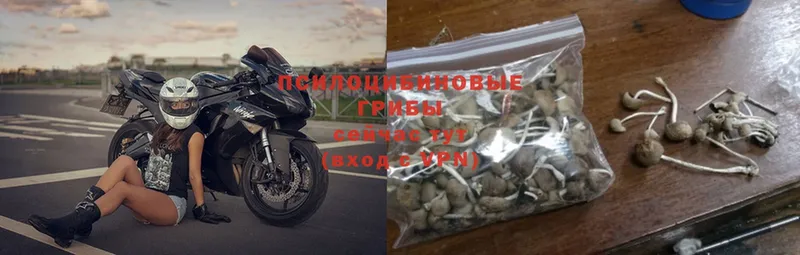 Псилоцибиновые грибы Psilocybine cubensis  Шадринск 